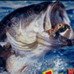 黑巴斯与蓝马林（美版）